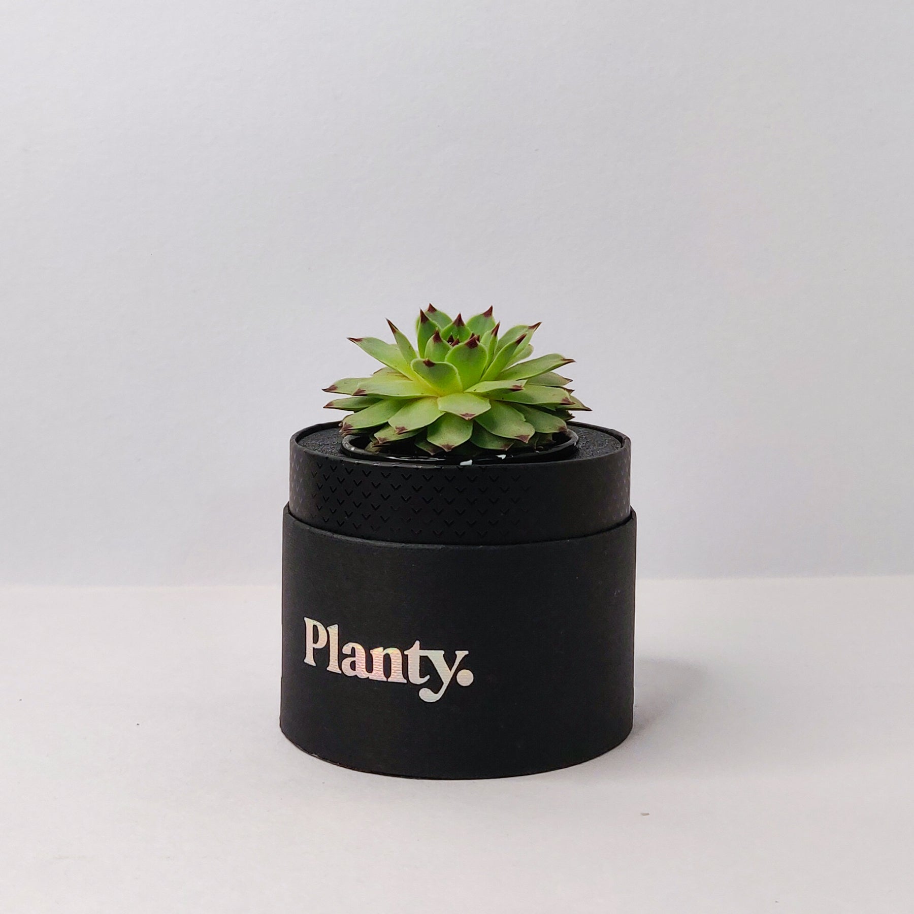 Bloom Mini - Think Planty