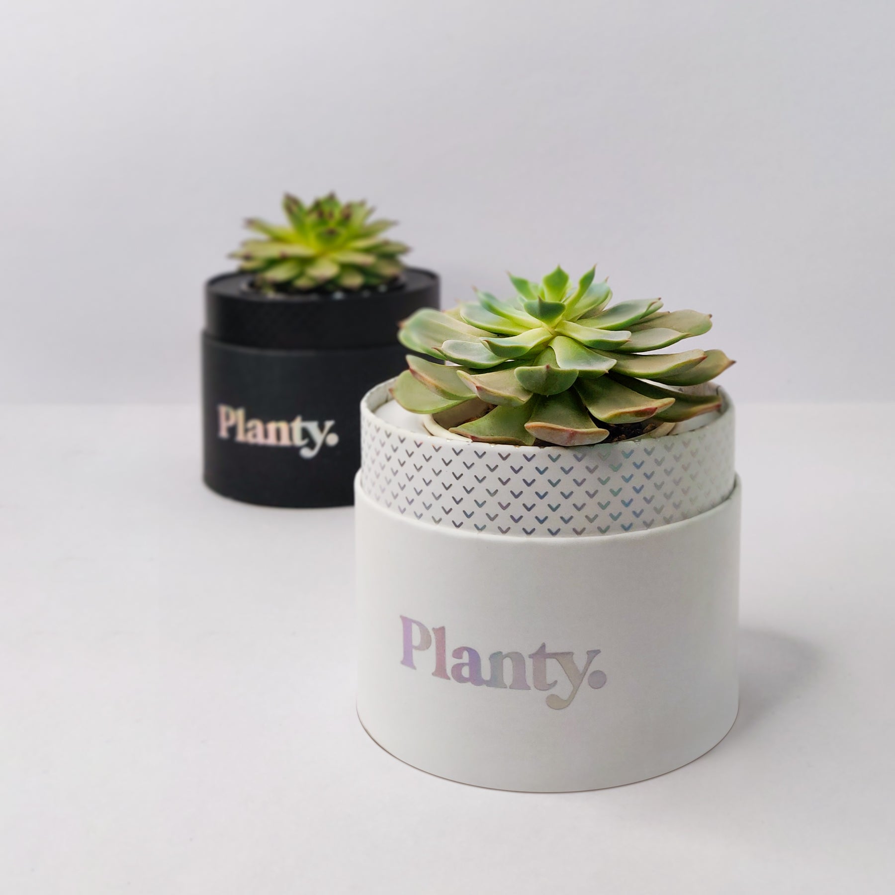 Bloom Mini - Think Planty