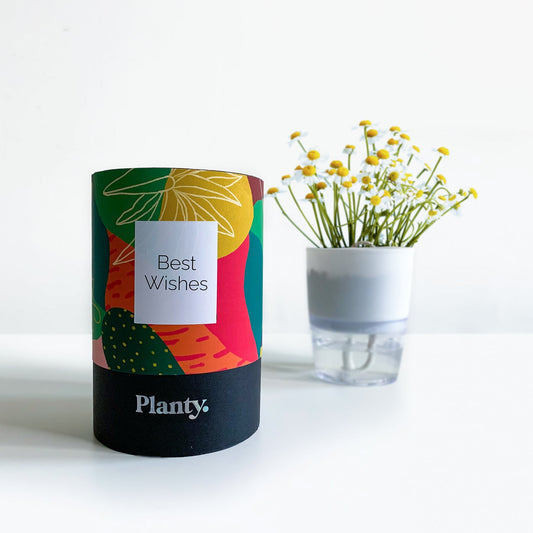Chamomile Herb Grow Kit - Think Planty