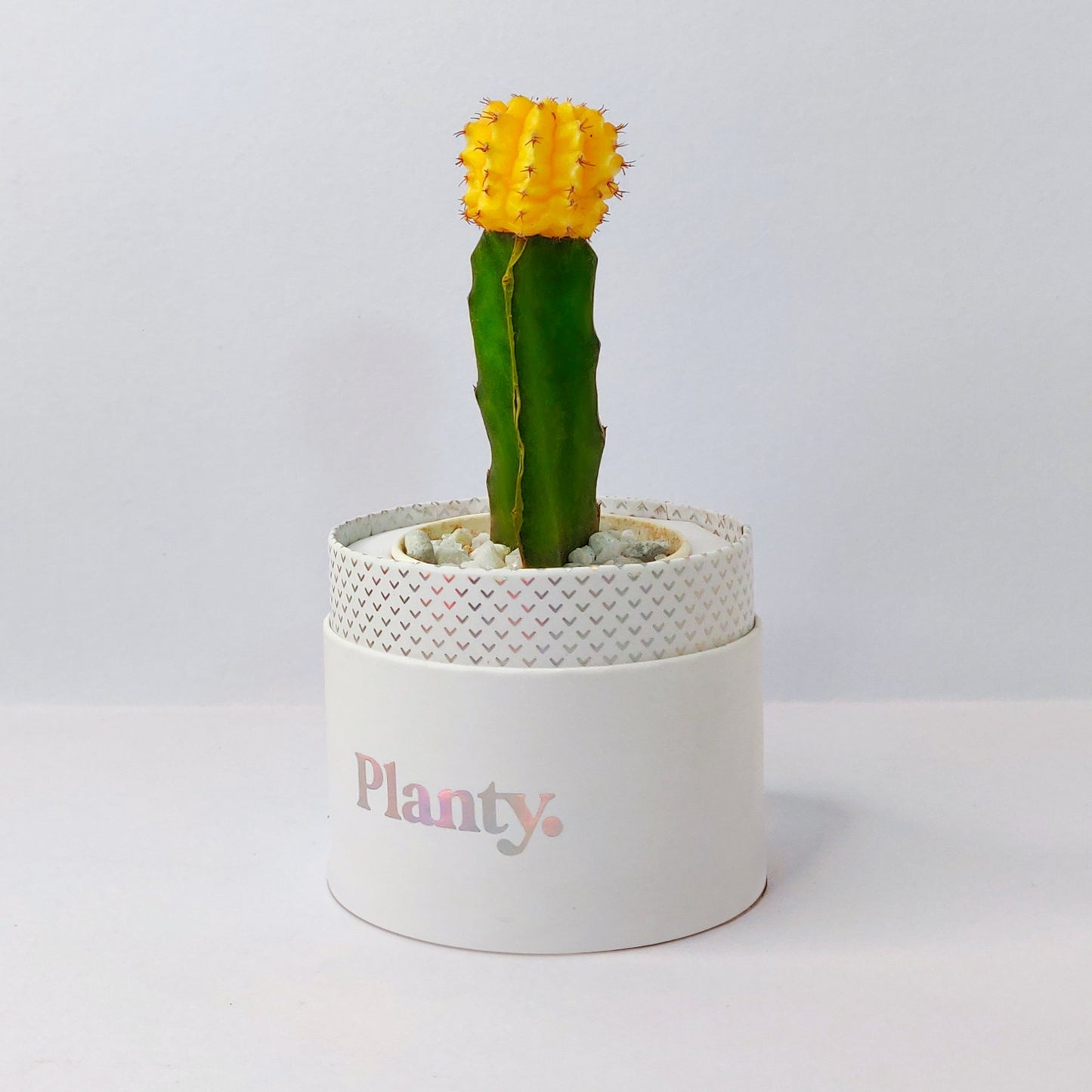 Gloss Mini - Think Planty