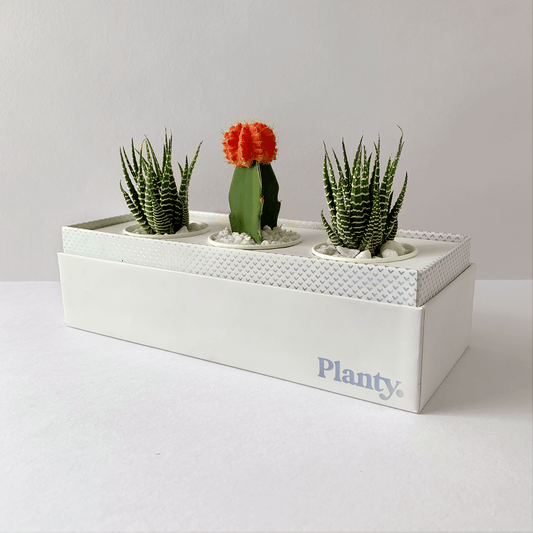 Gloss Mix - Think Planty