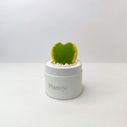 Love Mini - Think Planty