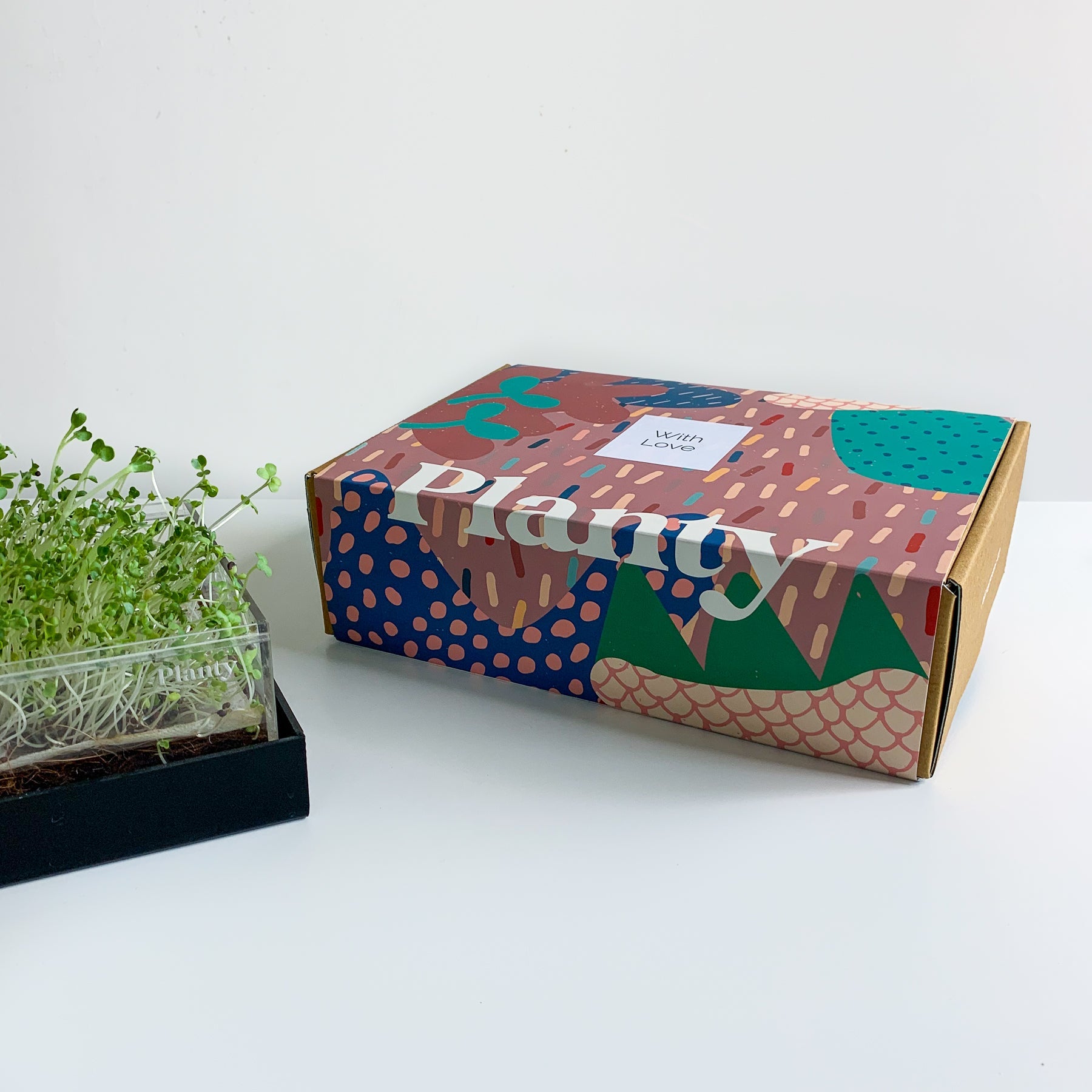 Mustard & Alfalfa Microgreens Kit - Think Planty