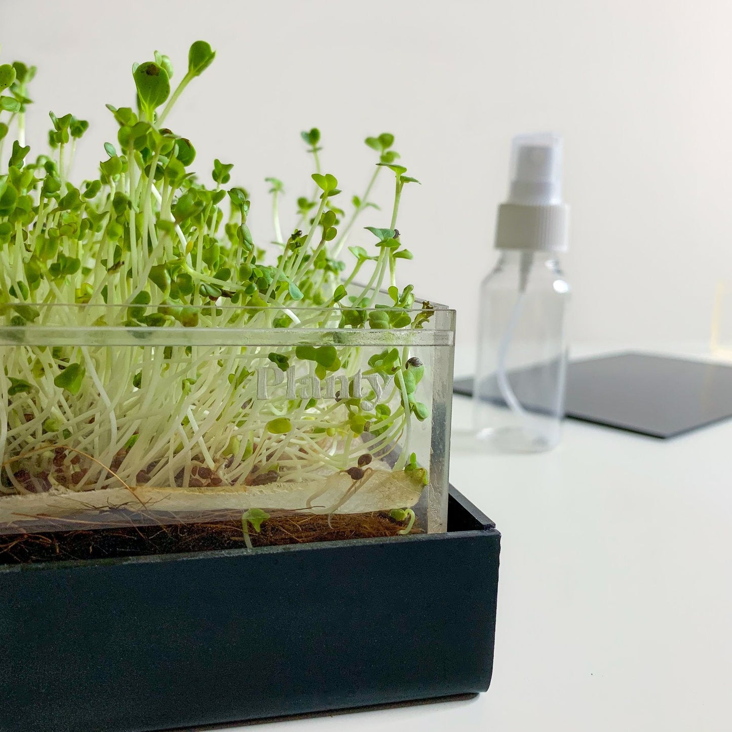 Radish & Fenugreek Microgreens Kit - Think Planty
