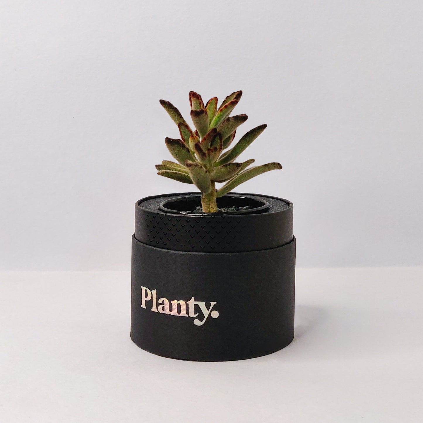 Spring Mini - Think Planty